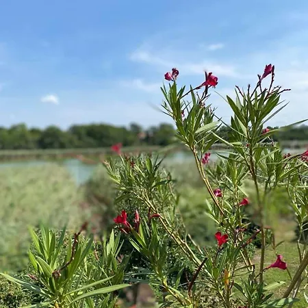 Fazenda, A Mini Birtok * Siófok